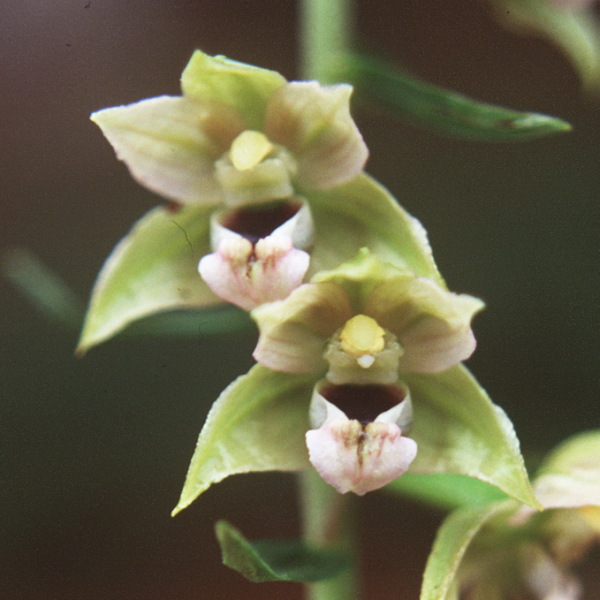 4-epipactis palustris detail